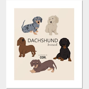 Dachshund breed Posters and Art